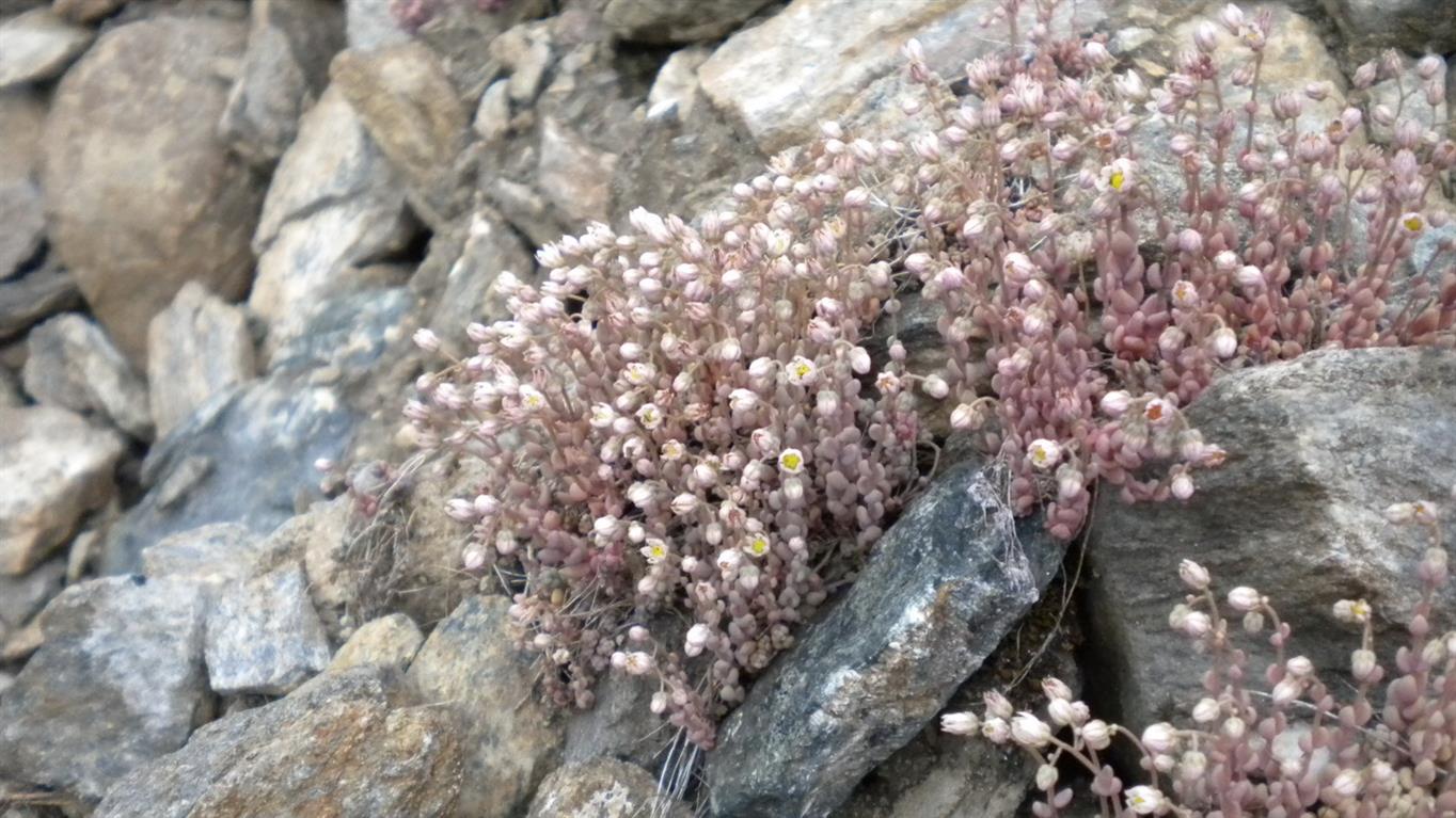 Valnontey - Sedum dasyphyllum